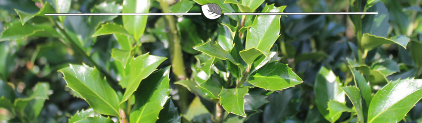 Ilex meserveae Blue Maid - Hulst Blue Maid blad